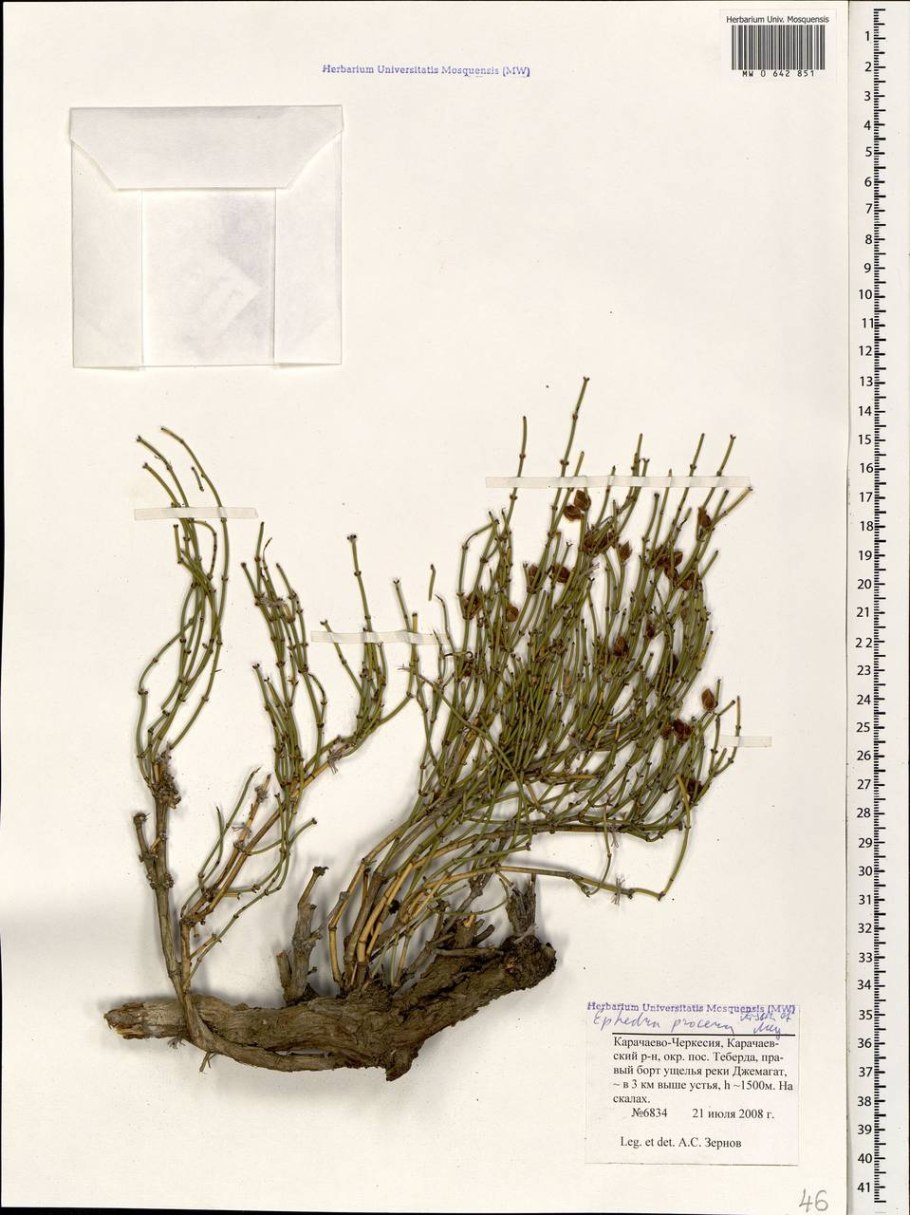 Эфедра двухколосковая