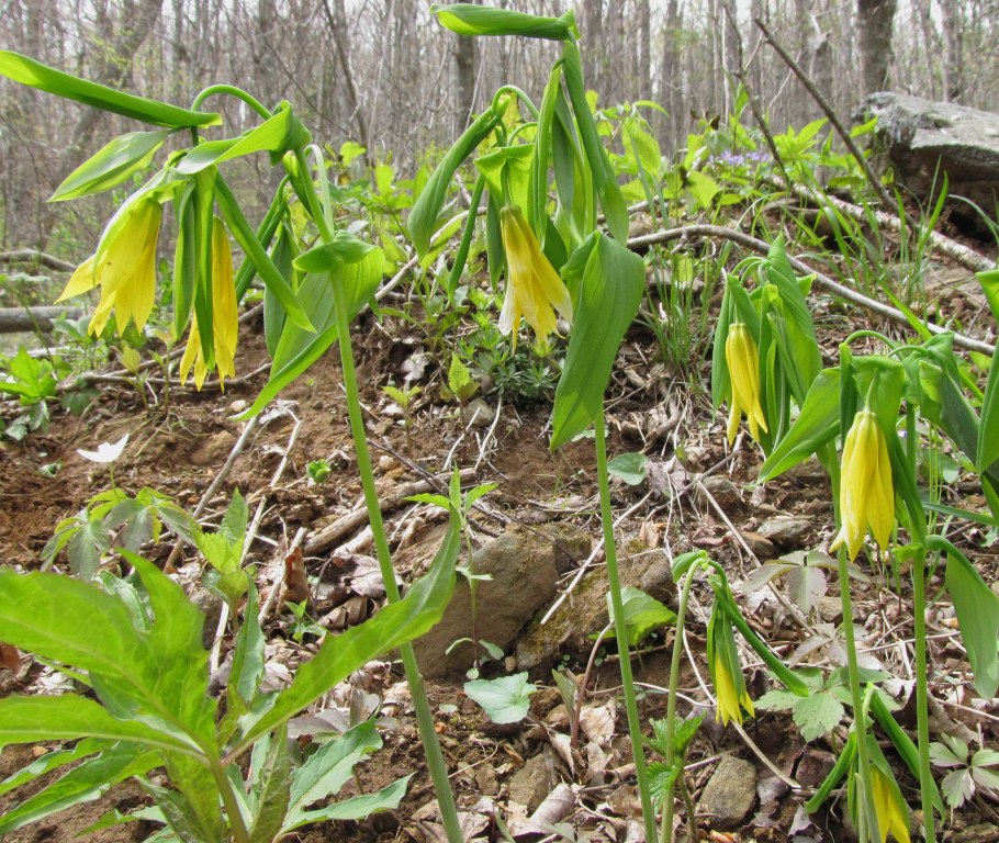 Увулярия грандифлора