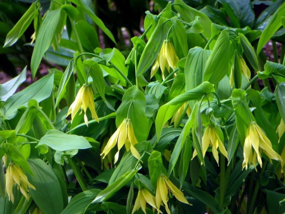 Увулярия Uvularia grandiflora
