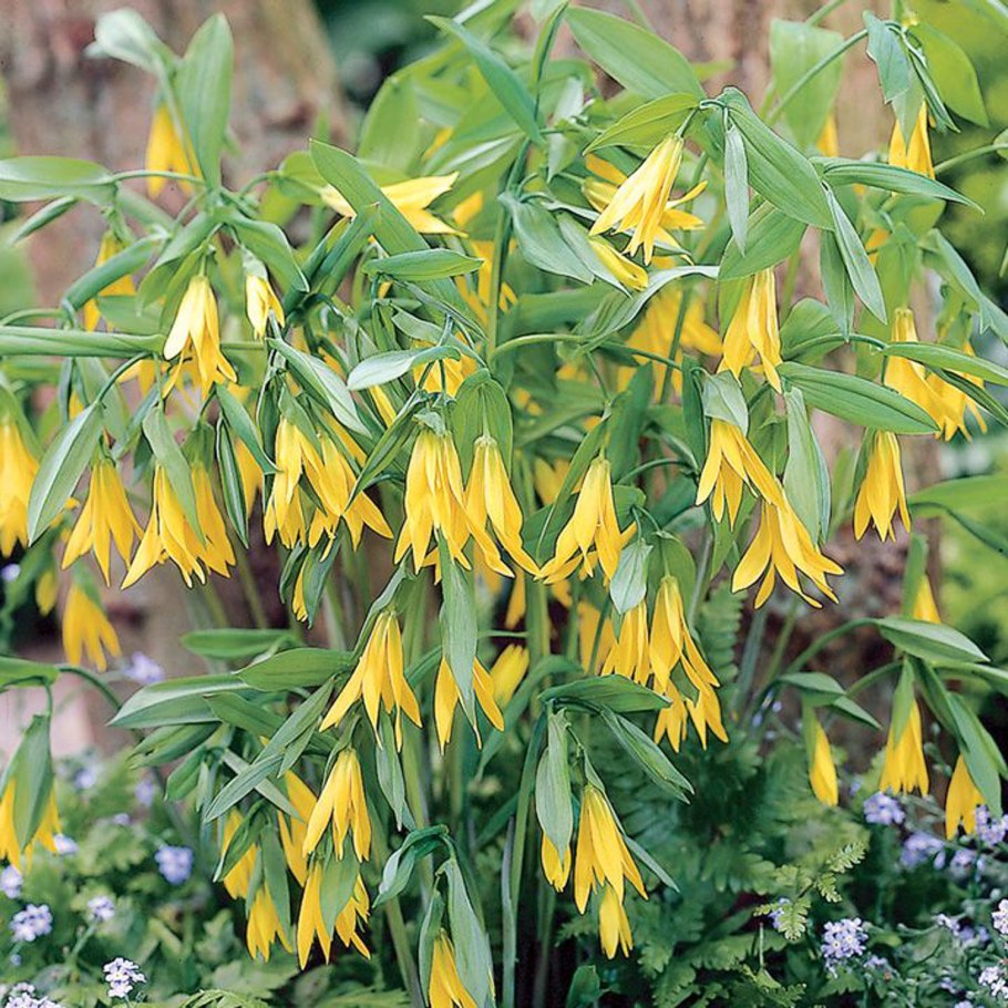 Увулярия grandiflora