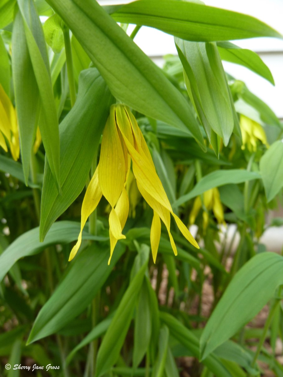 Увулярия (Uvularia)