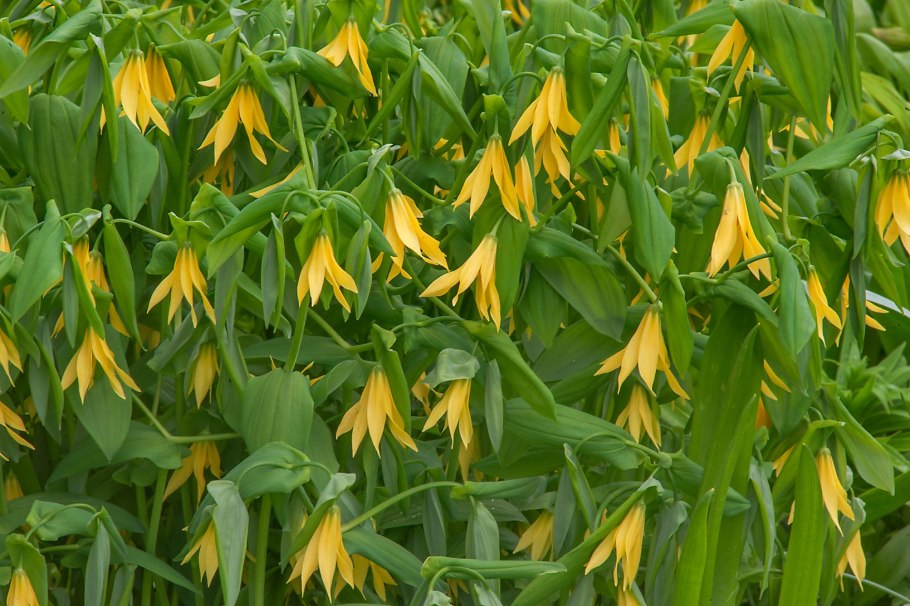 Увулярия grandiflora