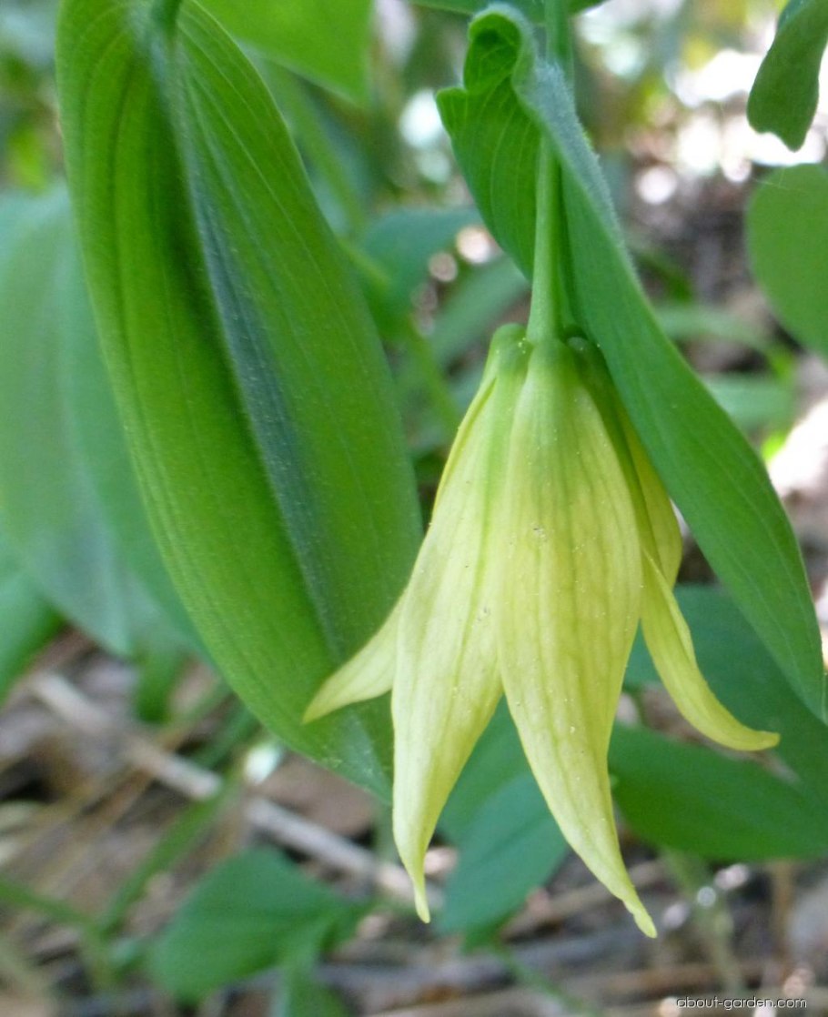 Увулярия grandiflora