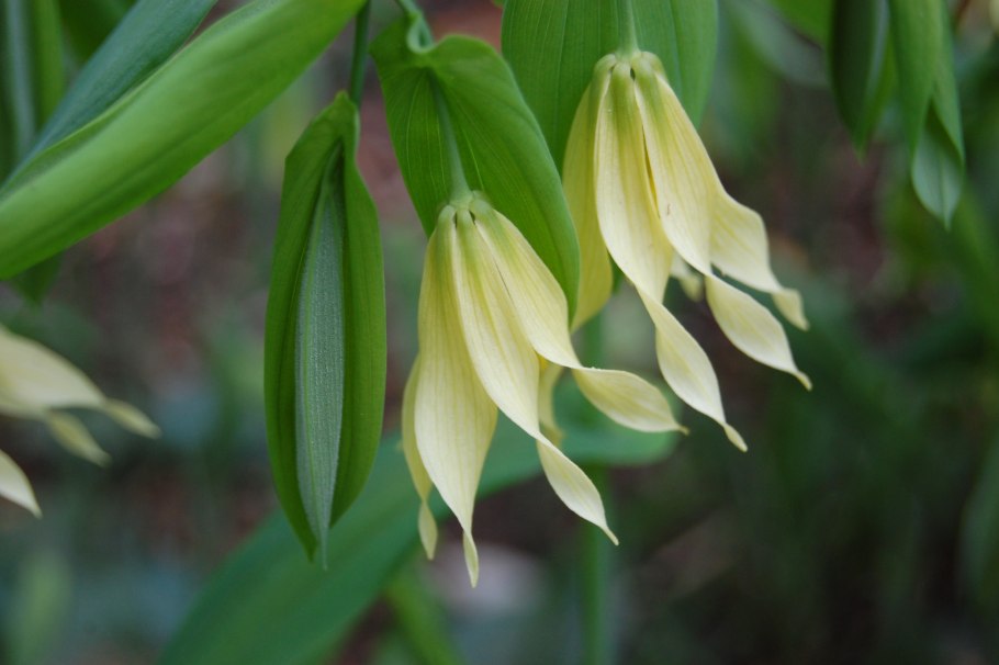 Увулярия крупноцветковая 5см. ЗКС В