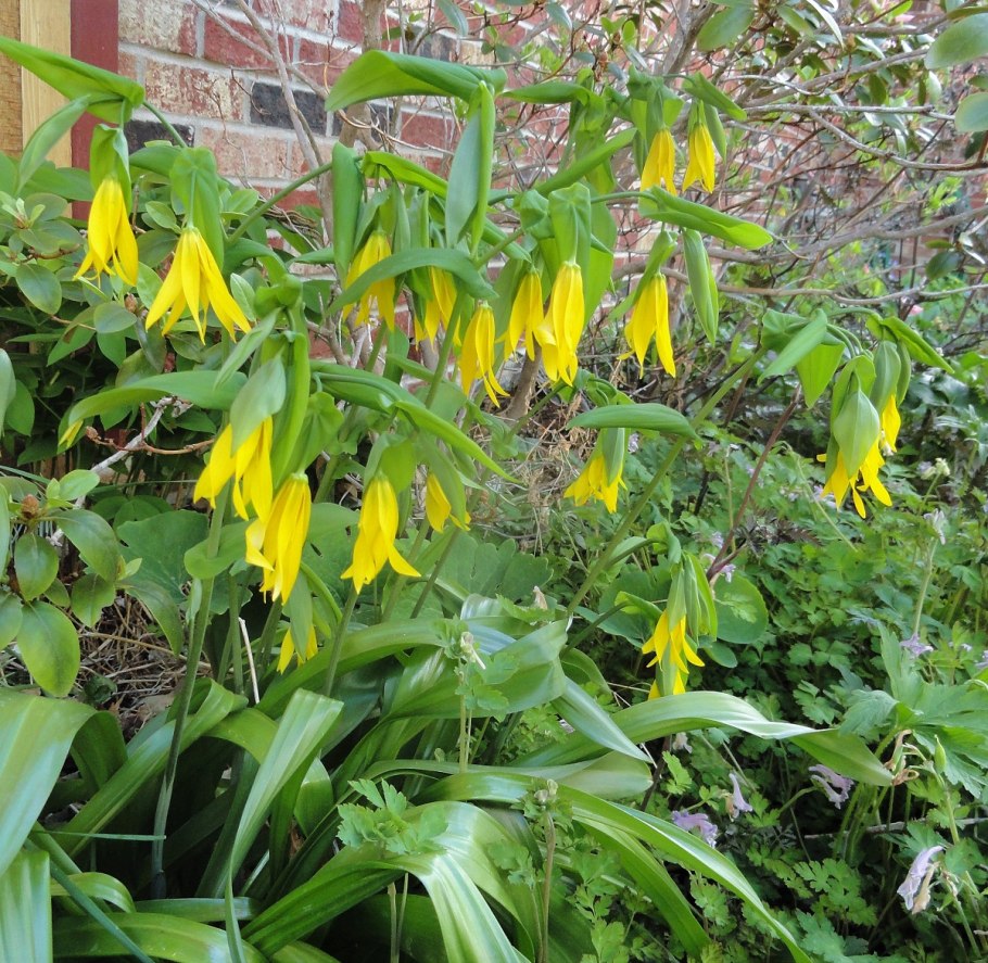 Увулярия крупноцветковая посадка