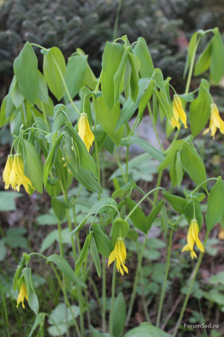 Увулярия крупноцветковая зимостойкость