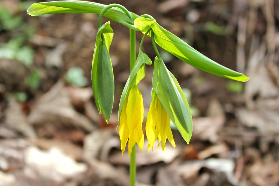 Увулярия грандифлора