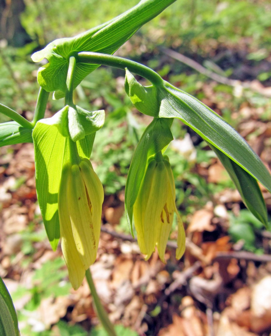 Увулярия бывает синим цветок