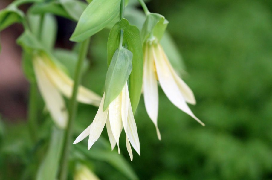 Увулярия grandiflora