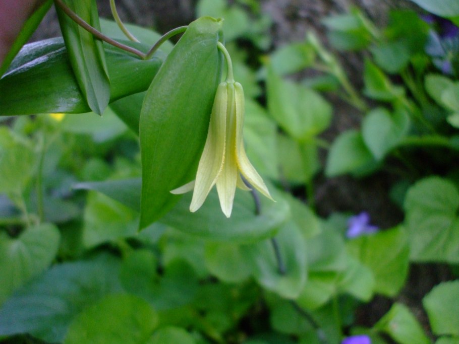 Увулярия крупноцветковая зимостойкость