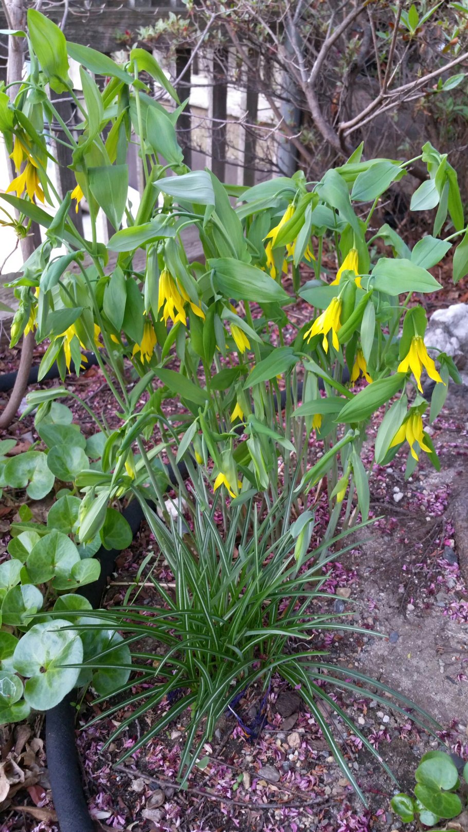 Увулярия сидячелистная