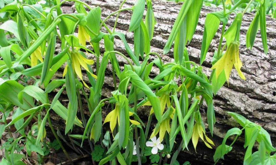 Увулярия крупноцветковая Паллида