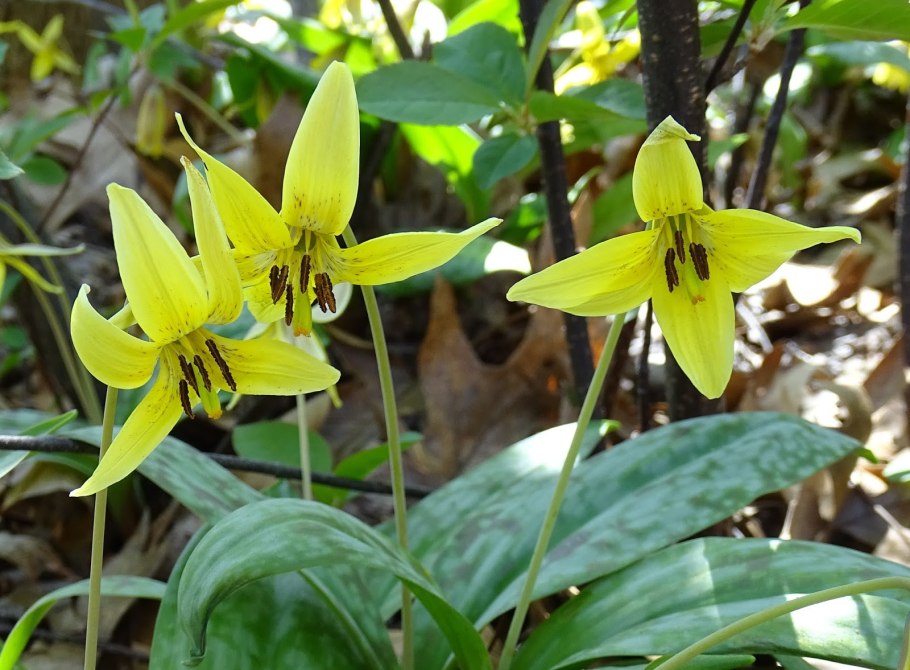 Увулярия Uvularia sessilifolia
