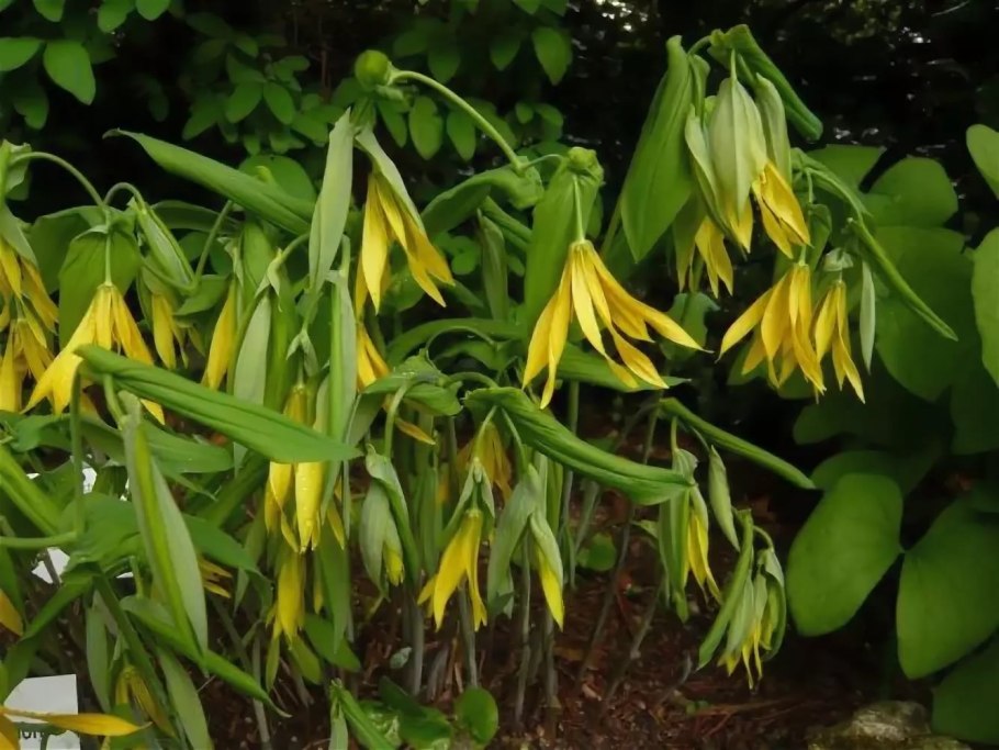 Увулярия крупноцветковая (Uvularia grandiflora)