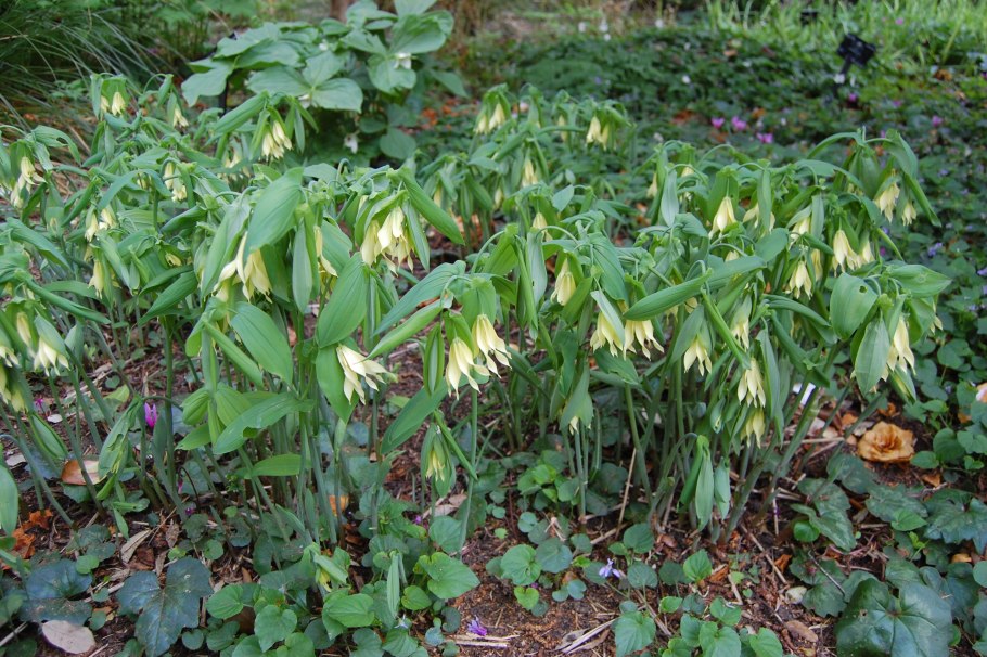 Увулярия крупноцветковая Паллида