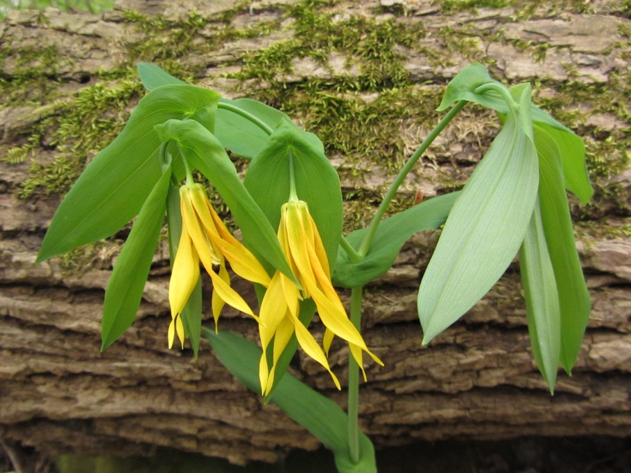 Увулярия крупноцветковая Паллида