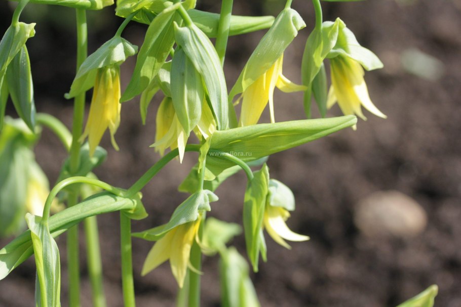 Увулярия крупноцветковая зимостойкость