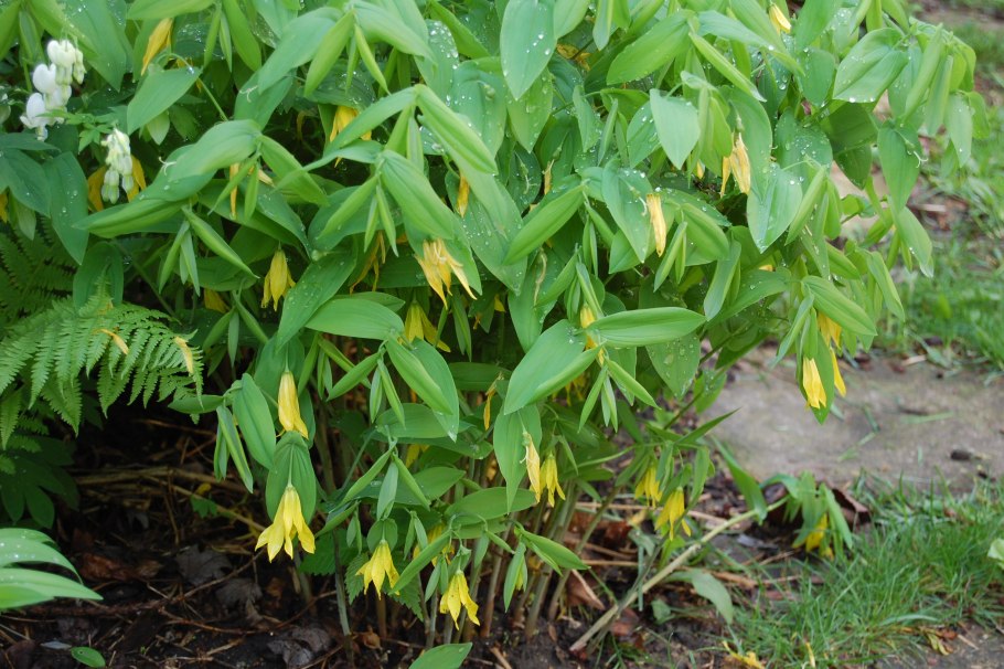 Увулярия Uvularia grandiflora