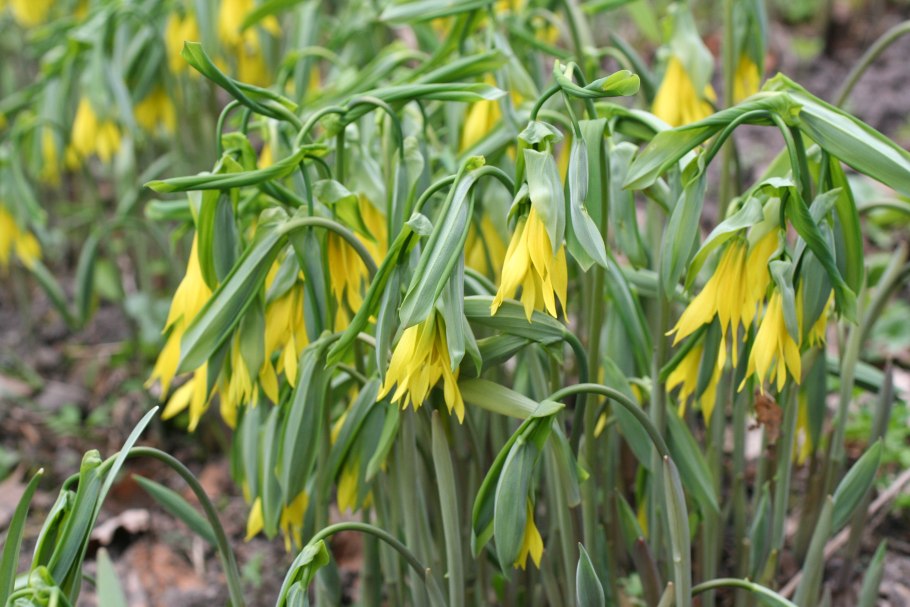 Увулярия Uvularia grandiflora