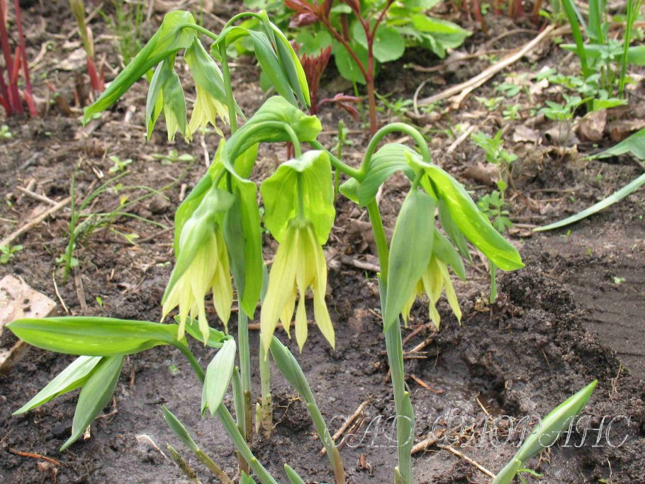 Увулярия крупноцветковая Паллида