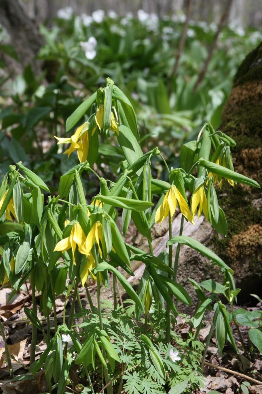 Увулярия рисунок