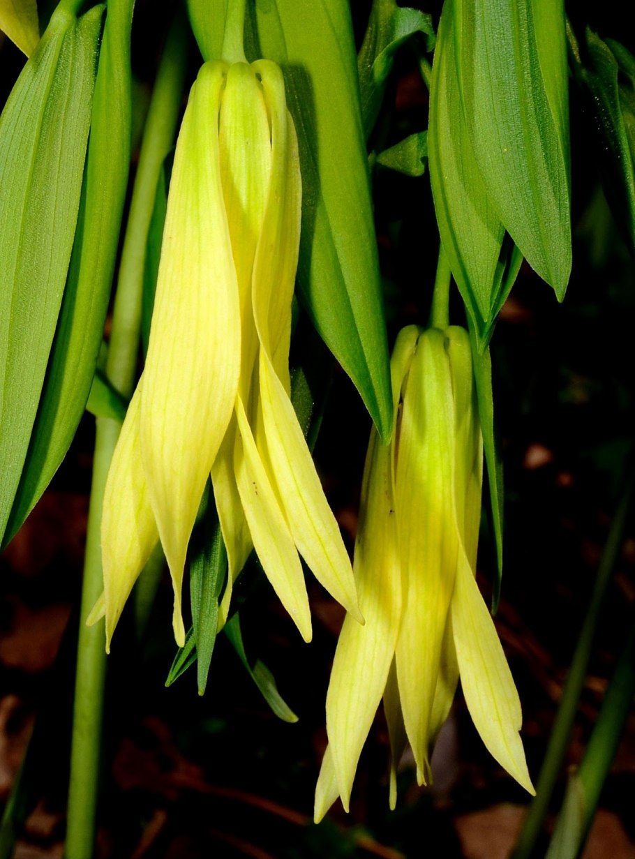 Увулярия крупноцветковая Паллида