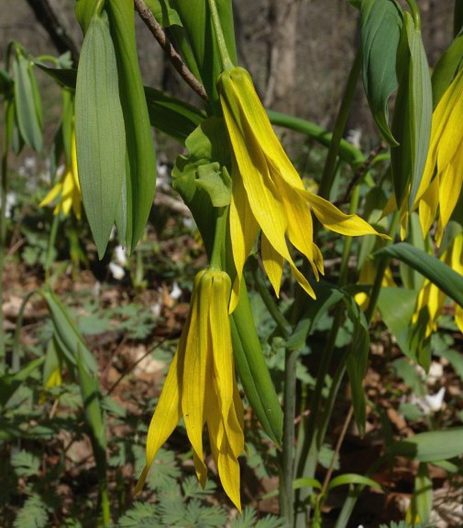 Увулярия крупноцветковая "pallida"