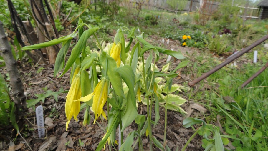 Увулярия крупноцветковая фото