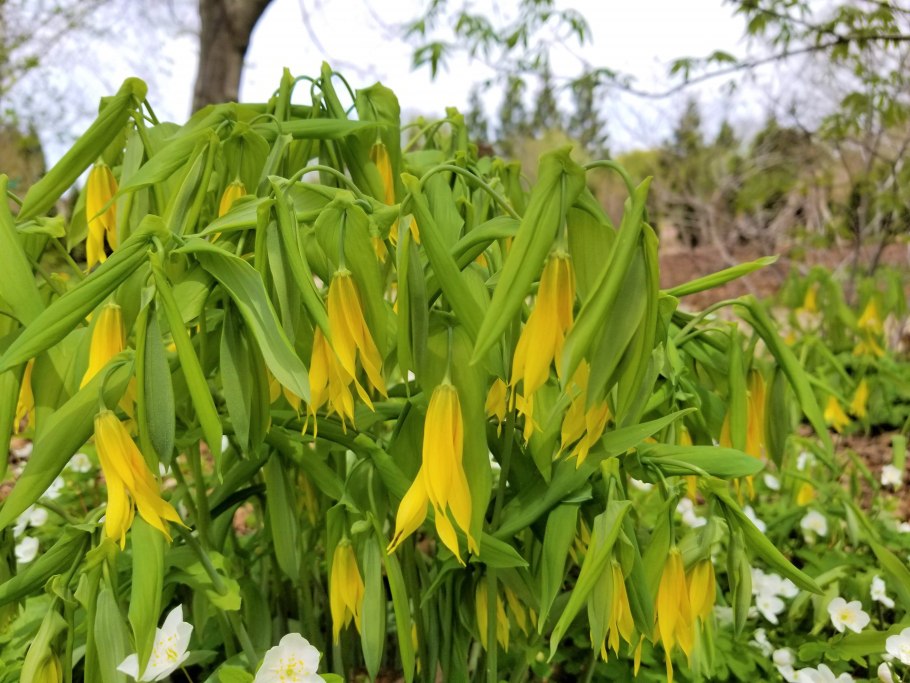 Увулярия perfoliata