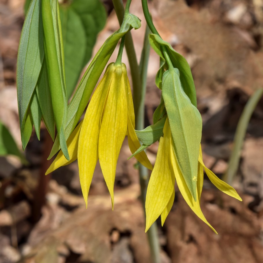 Увулярия крупноцветковая (Uvularia grandiflora)