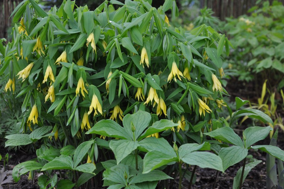 Увулярия крупноцветковая Паллида