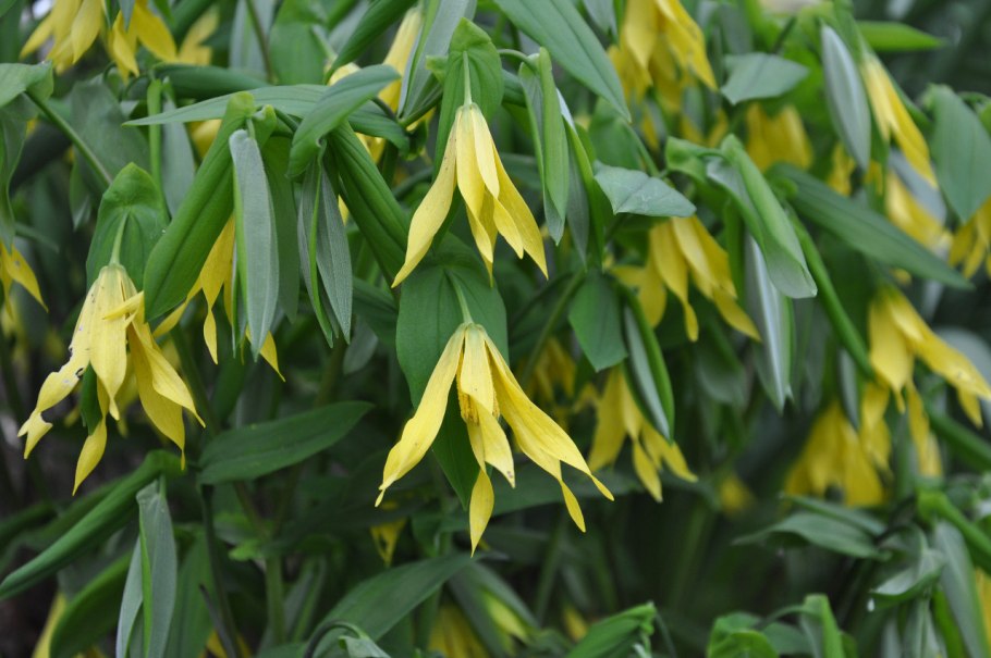 Uvularia grandiflora