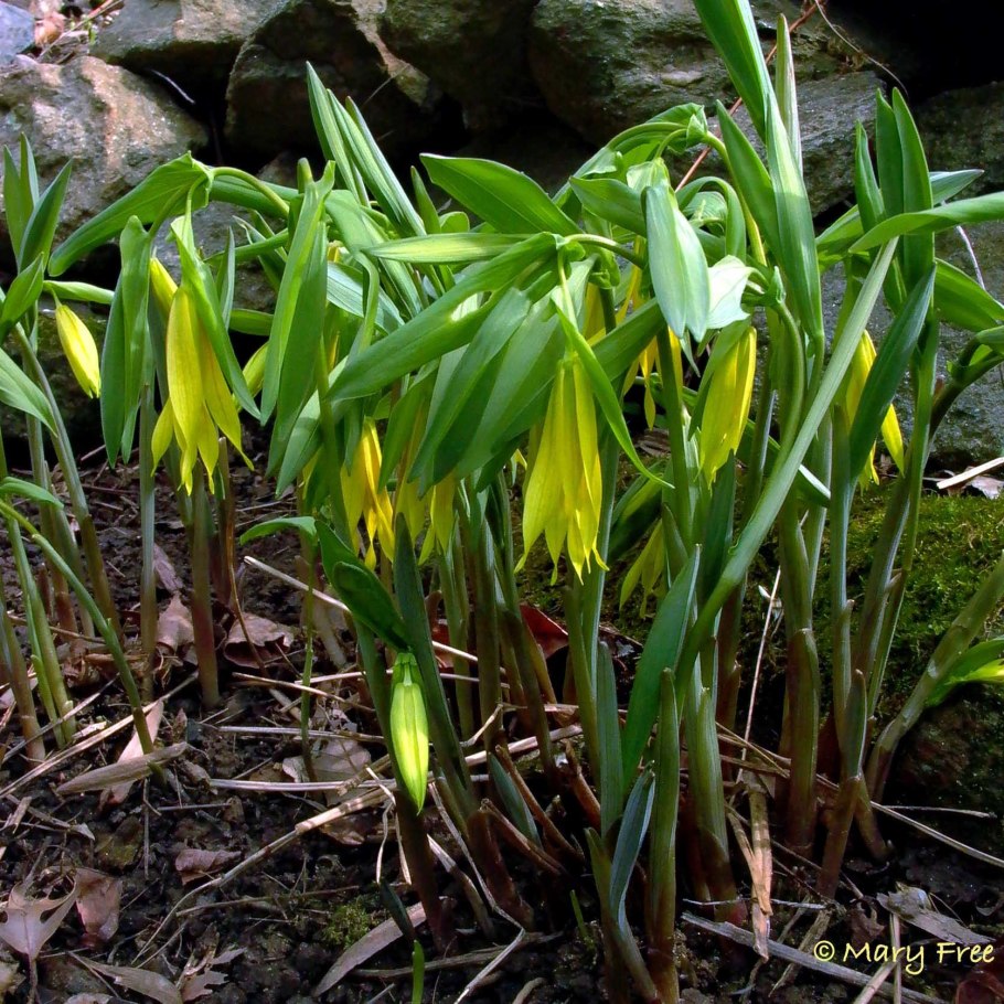 Увулярия грандифлора