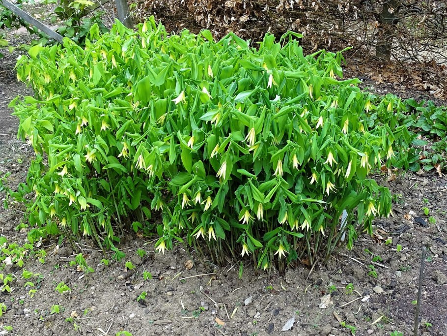 Увулярия в Подмосковье