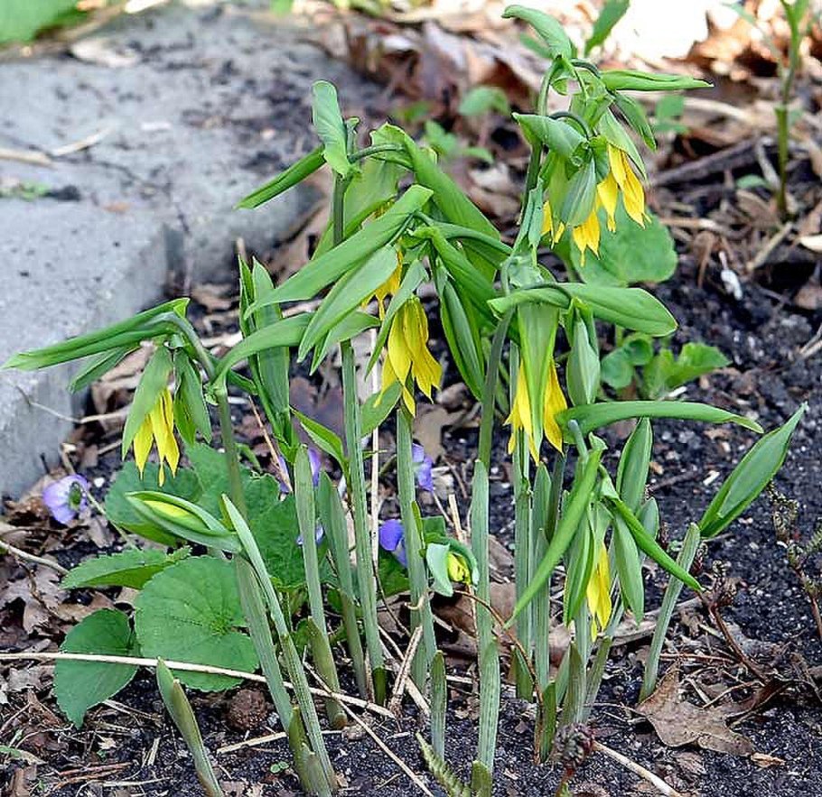 Увулярия крупноцветковая (Uvularia grandiflora)