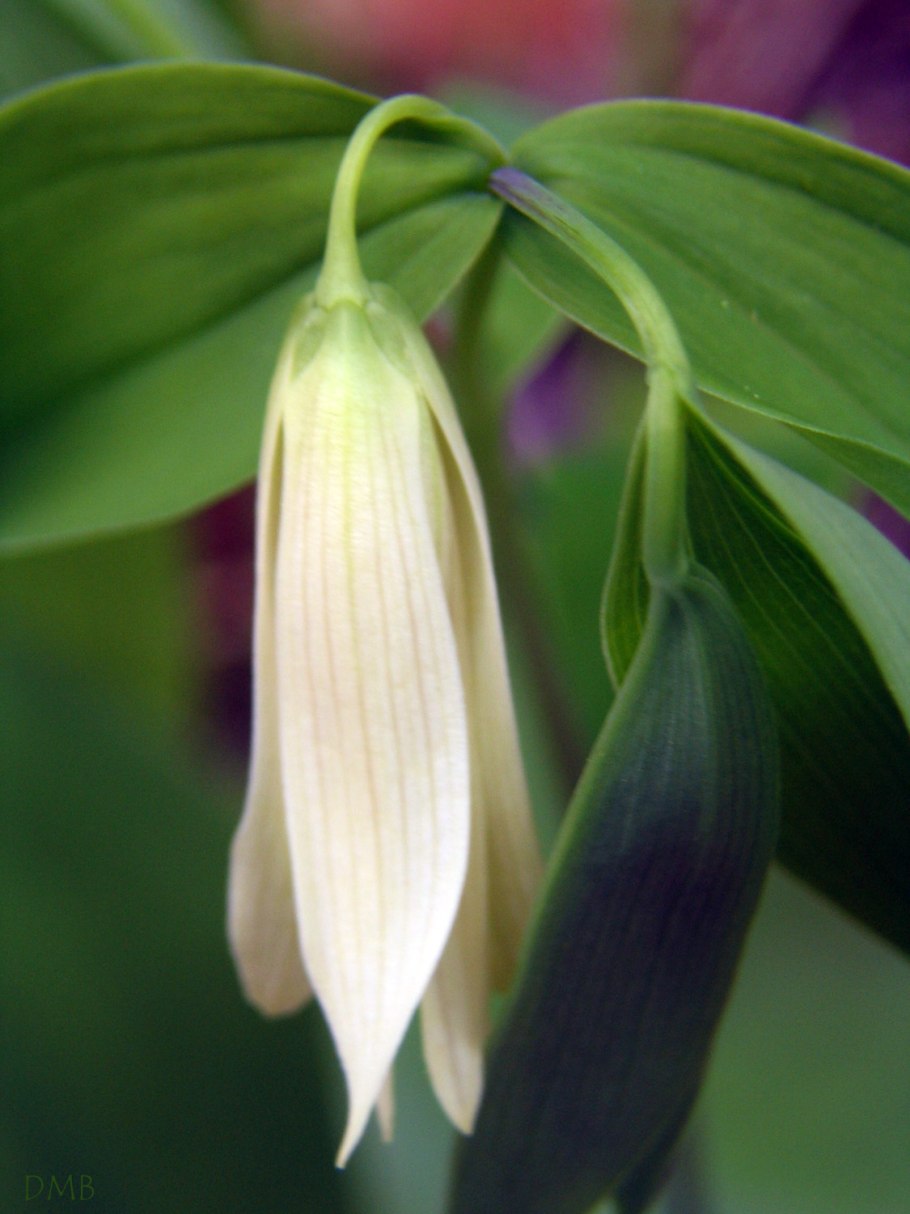 Увулярия Uvularia sessilifolia