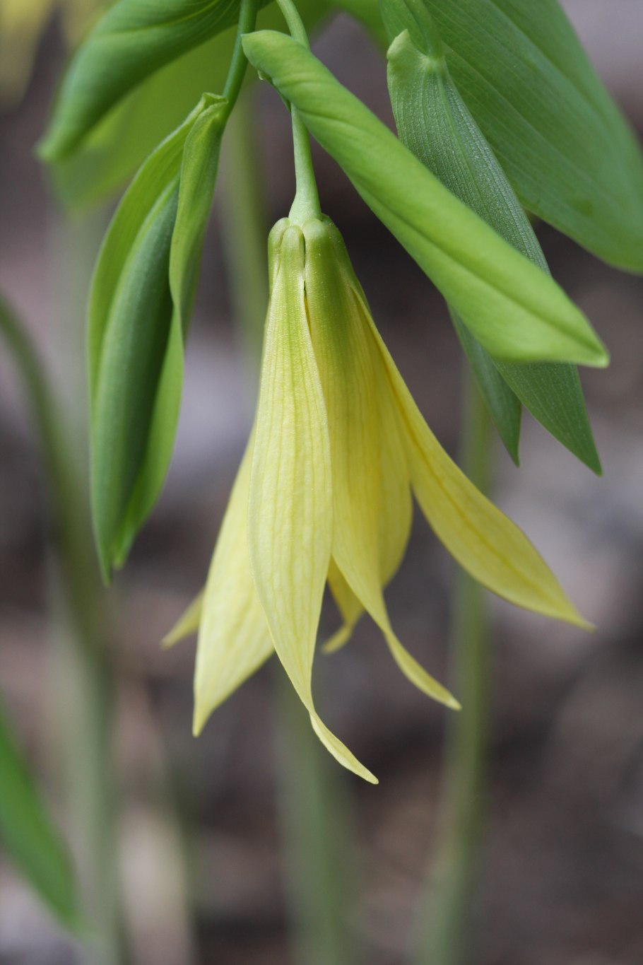 Эритрониум листья