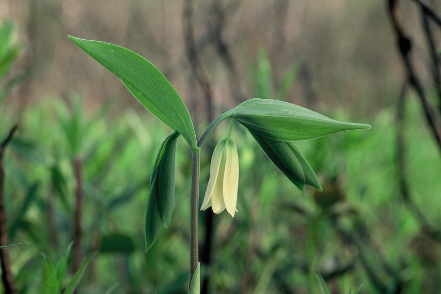 Увулярия Uvularia sessilifolia