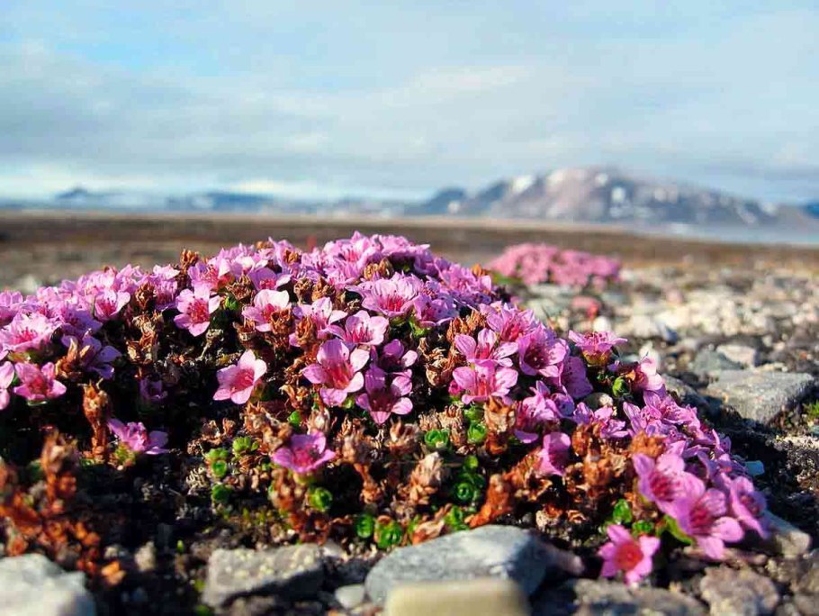Полярная камнеломка