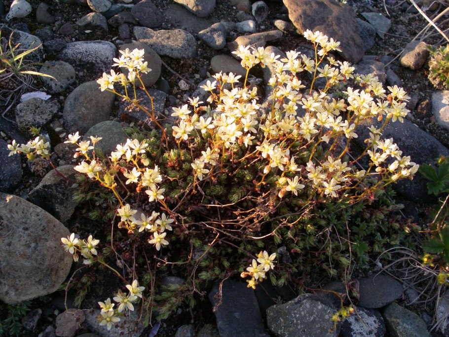 Камнеломка в тундре