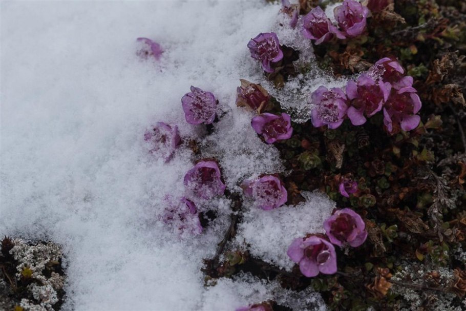 Камнеломка туполистник