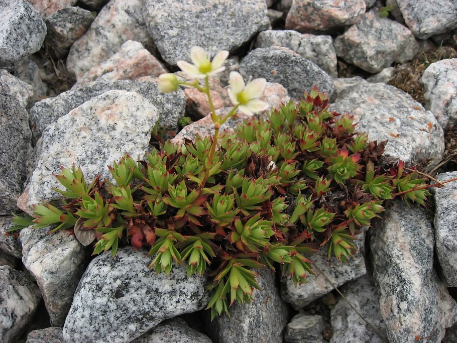 Камнеломка метельчатая Saxifraga