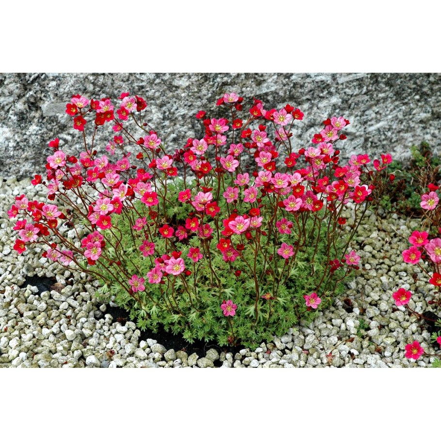 Камнеломка супротивнолистная цветок