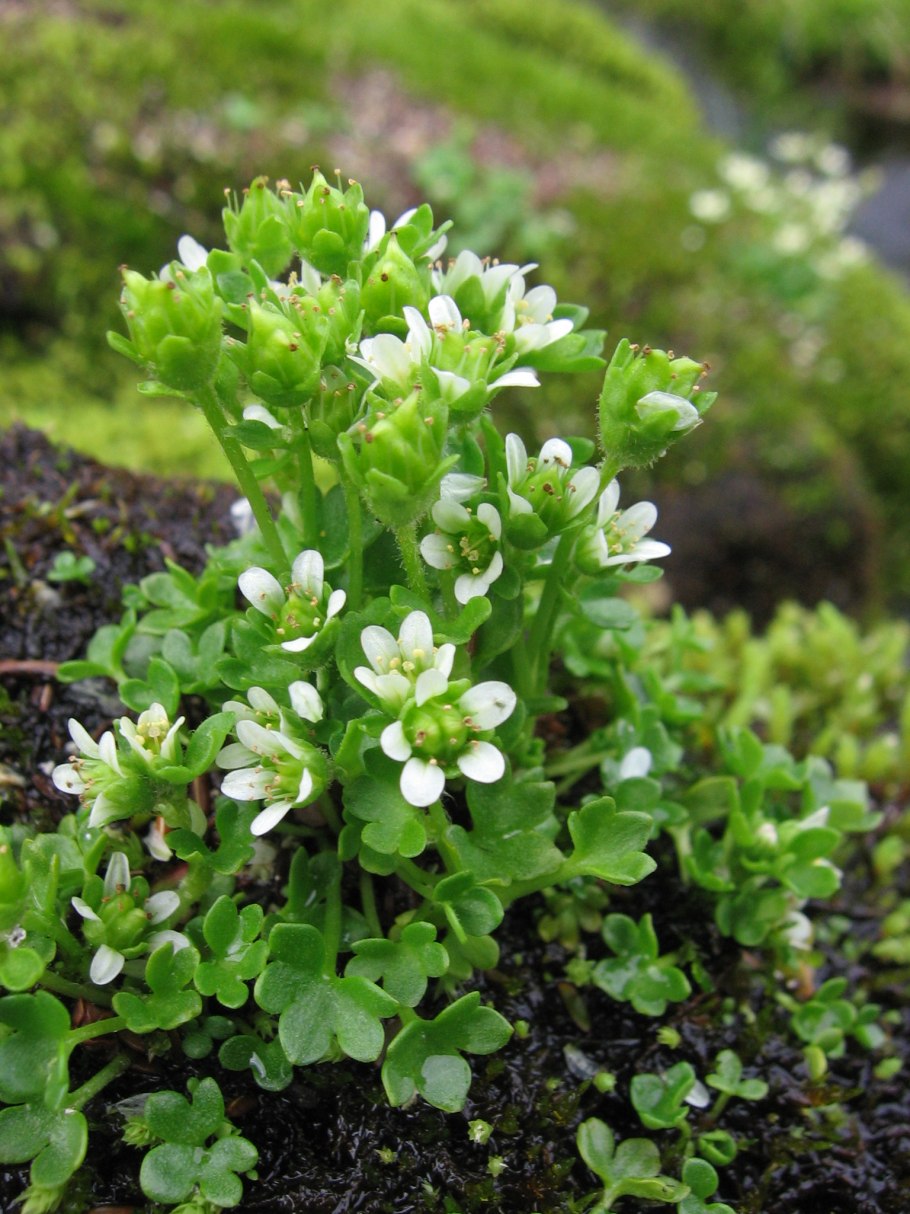 Полярная камнеломка