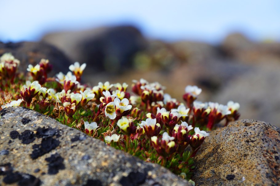 Камнеломка саксифрага
