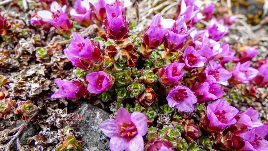 Растение камнеломка