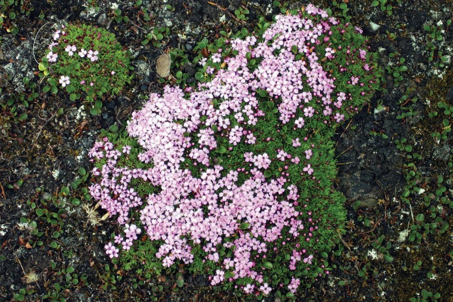 Камнеломка жестколистная (Saxifraga aizoides)