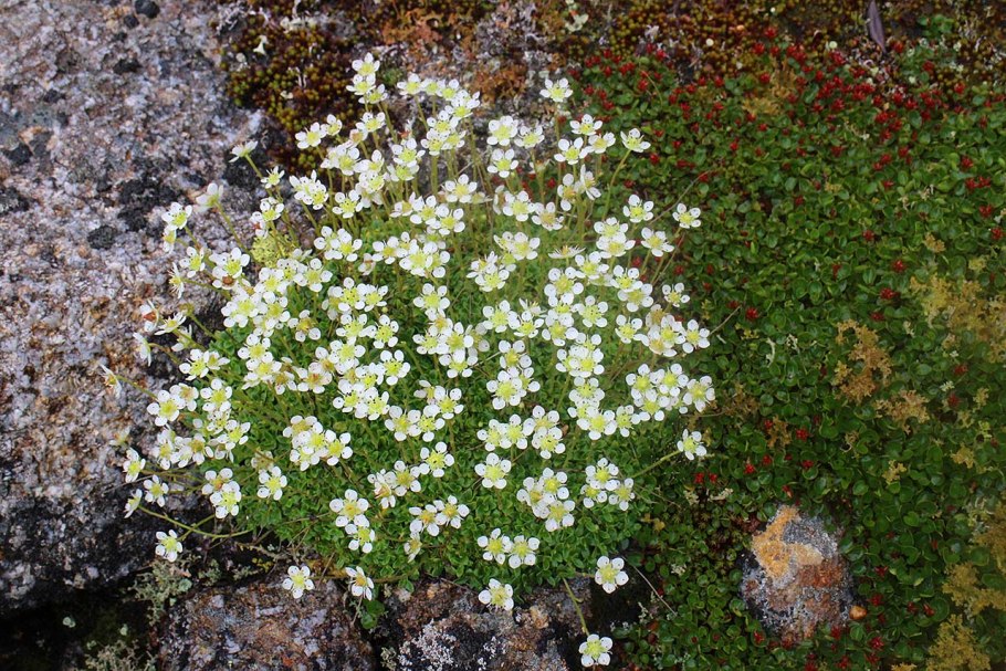 Камнеломка Арктическая