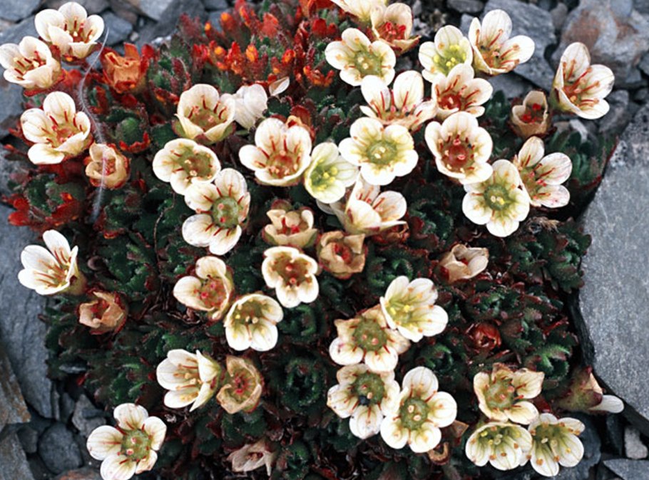 Камнеломка Арктическая