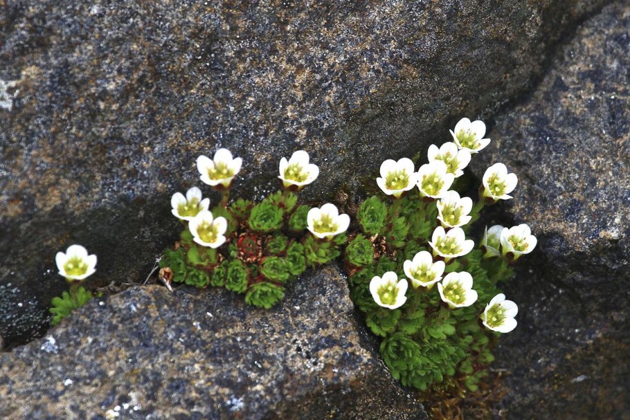 Камнеломка в Арктике